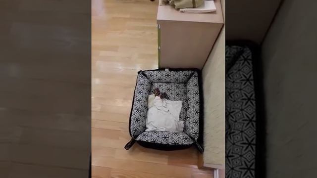 Показываем щенку место