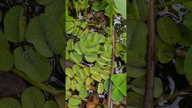 Ставропольский Ботанический сад