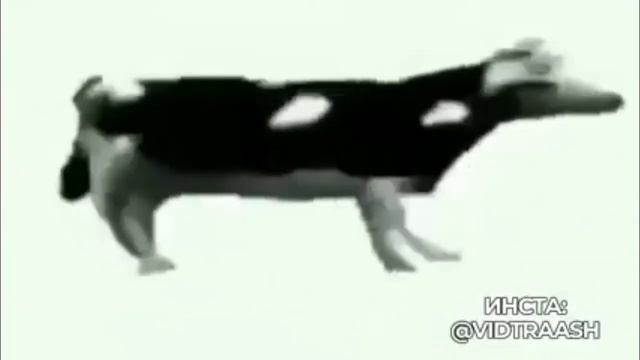 Польская корова танцует