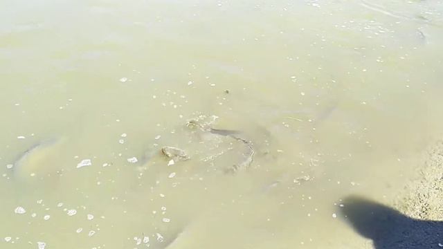 Как и где нужно ловить карпа