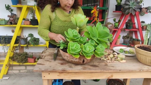 UNA SUCULENTA GIGANTE | Echeveria Pallida 🌱
