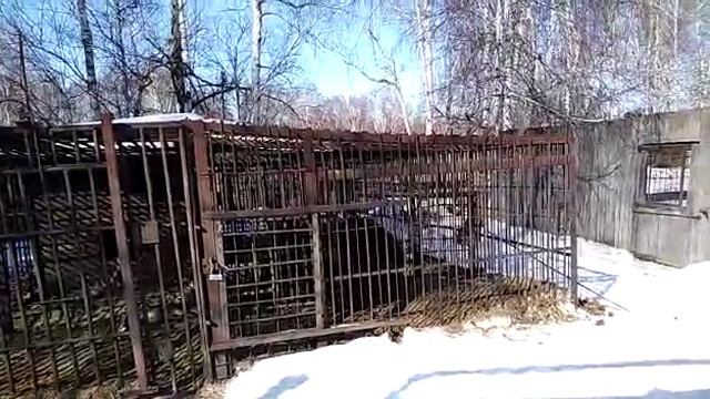 Медведь в клетки