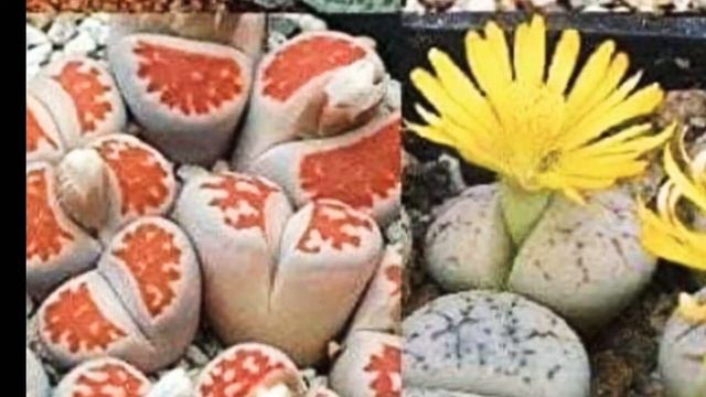 Lithops Care For Beginners.