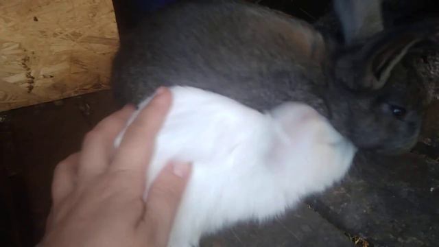 5664dad31660c88227ccc77c22554cae