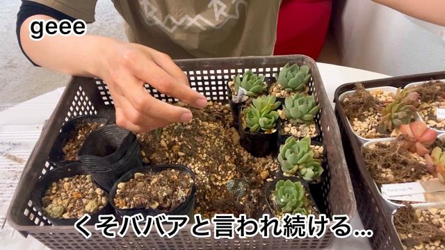 [多肉植物]久しぶりの葉挿し鉢上げ〜ブラウンローズ　ダンシングクイーン^_^1人になった私の戯言
