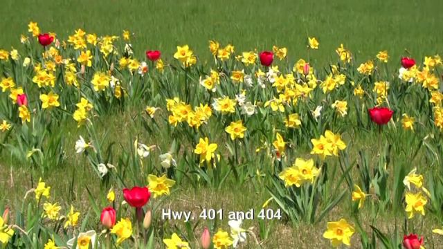 Flower Bulb Innovations Video
