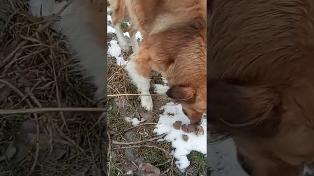 Собака Рекси меня напугала,побежала на красный свет.