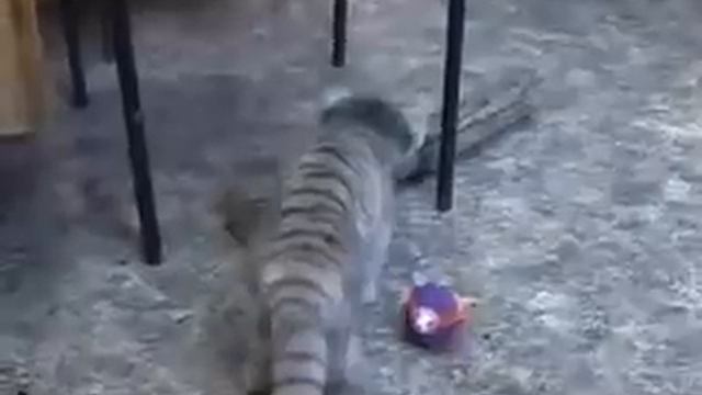 Домашний котенок манул