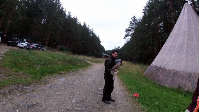 Дрессировка / Обучение СОКОЛА / Сокол Томас и его первый полет