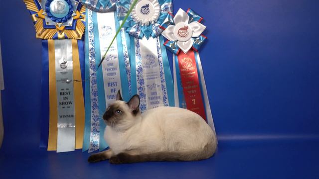 Тайская девочка Betty Gamlet, победитель выставки кошек 22 октября 2022, Https://www.thaigamlet.ru/