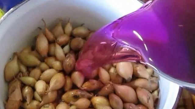 Памятка для посадки Лука севка самым простым и эффективным способом