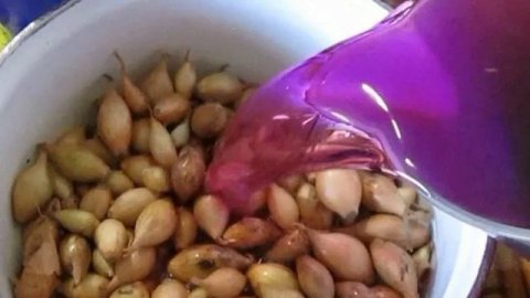 Памятка для посадки Лука севка самым простым и эффективным способом