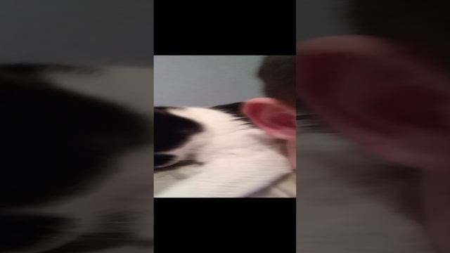 Ласковая кошечка