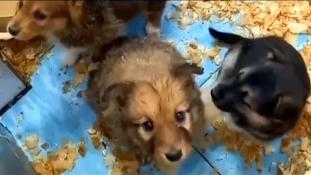 Лисичка, Мохнатик и другие малявочки в МП г.Перми