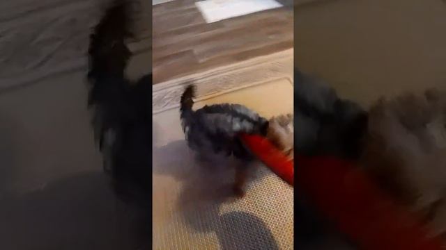 Morf  V Dele!Это не собака,а то МОНСТР!Порвал в клочья!