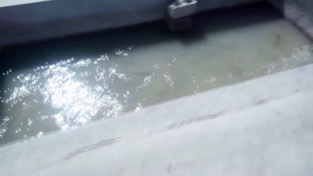 Рыба в Узбекистане жареная рыба по узбекски