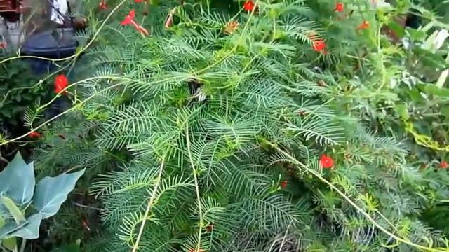 Trepadeira Esqueleto