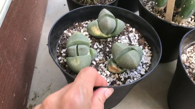 Sunburn On Lithops, Cactuses And Other Succulents