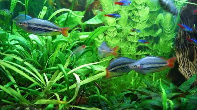 Радужница южная  Melanotaenia australis