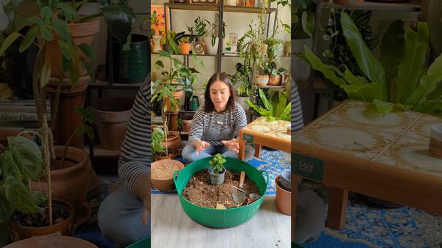 How To Repot Your Plants, Featuring A Baby Syngonium