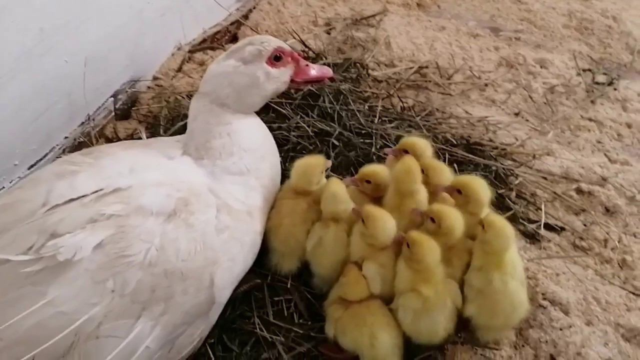 Индоутки. Шок и все таки она высидела.