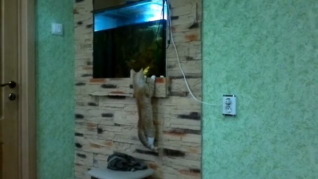 кот и рыбки.