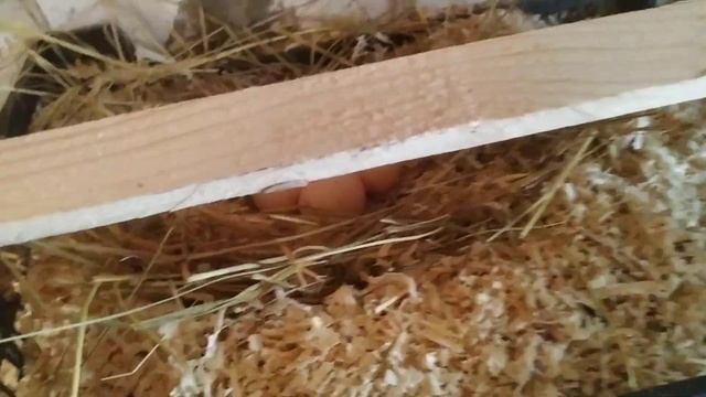 КУРИНЫЙ ТУРНИК. СДЕЛАЙ ТАК И КУРИНЫЕ ГНЕЗДА БУДУТ ВСЕГДА ЧИСТЫЕ. ПОЧЕМУ Я НЕ ЗНАЛ ЭТОГО РАНЬШЕ?????