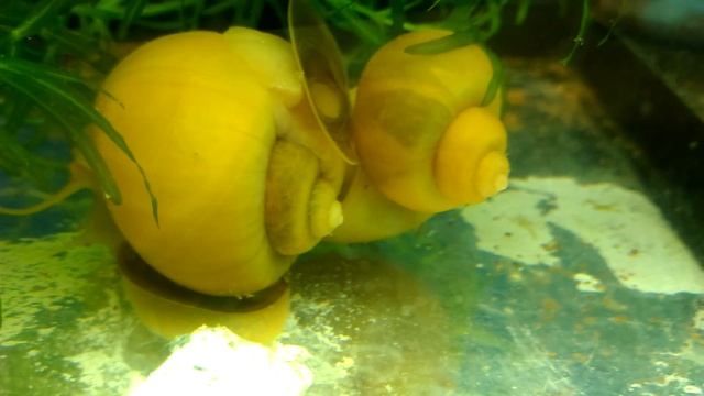 Ампулярии и их потомство