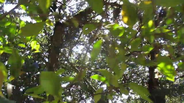 Exotic Trees With Colourful Flowers & Foliage