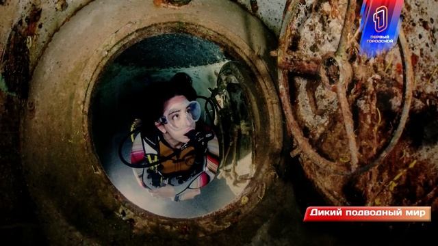 В Музее Мирового океана открывается выставка Дикий подводный мир