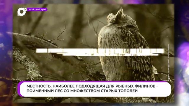 Знай свой край / Рыбный Филин