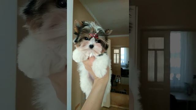 Бивер Йорк щенок питомник 