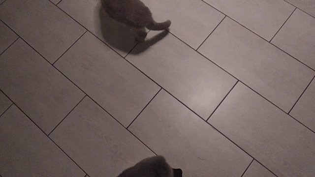 коту на спину валерьянку)))