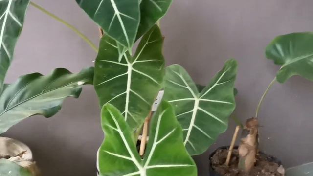 03981cc59bba33608a5407776e09fcfd