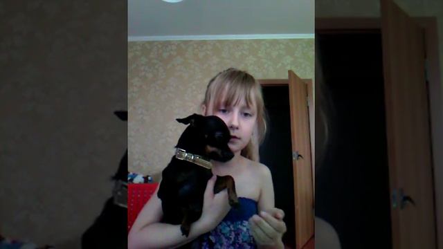 Мою собаку укусила оса