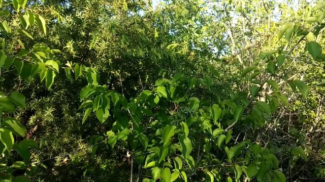 ПЕНИЕ СОЛОВЬЯ РЕЛАКС