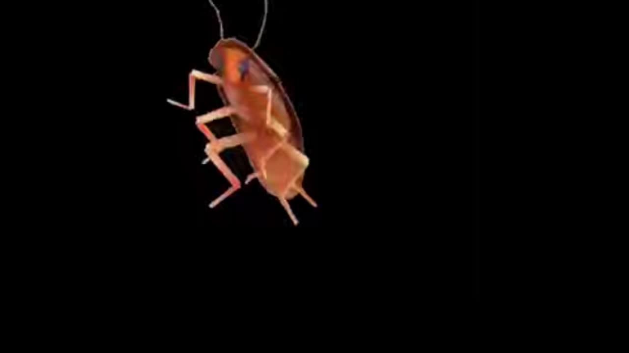 ДРУЗЬЯШЕЧКИ