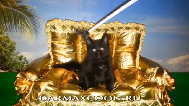 Черная кошка DarMax Bonnie.avi