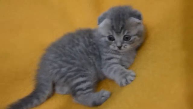 Девочка ДР 11.02.2018