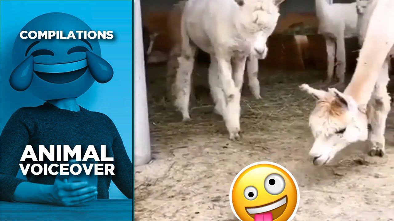 Funniest Animal Voice Overs Ever