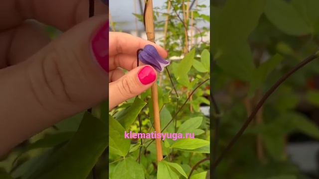 Клематис Софи (Sophie). 3 группа обрезки.