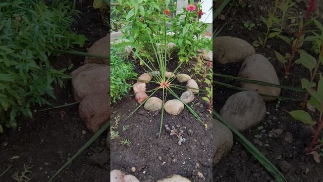 Как  растет садовая  Юкка!