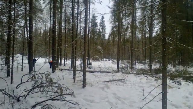 Заготовка леса