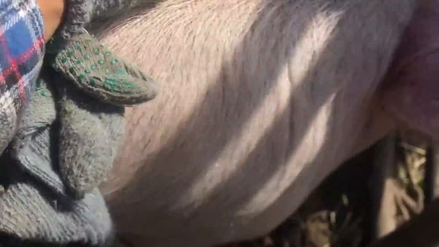 ХОЗЯЙСТВО УМЕНЬШАЕМ, А ОНО РАЗРАСТАЕТСЯ. РАБОТА НА МОЛОДОЙ ФЕРМЕ. ЖИЗНЬ ПРОСТЫХ ЛЮДЕЙ В ДЕРЕВНЕ.