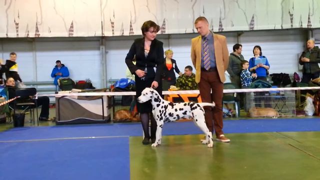 11/04/2015. Москва. Монопородка далматины. ЛПП.