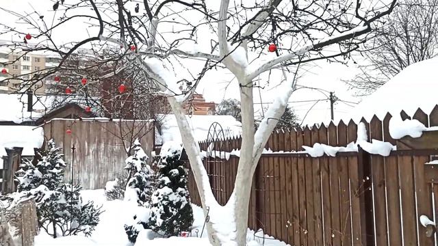 Прогулка по саду 16.12.2023.