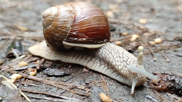 Улитыч крупным планом...