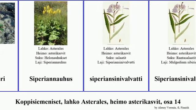 Koppisiemeniset, Lahko Asterales, Heimo Asterikasvit, Osa 14 Saussurea Senecio Laevis Orientalis