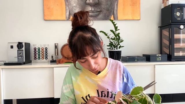 What's Proppin? | Current Houseplant Propagations: LECA, Water, Perlite, Moss [ + HOYA Carnosa Prop