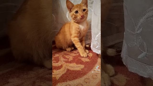 Добрый день #смехдослёз #приколы